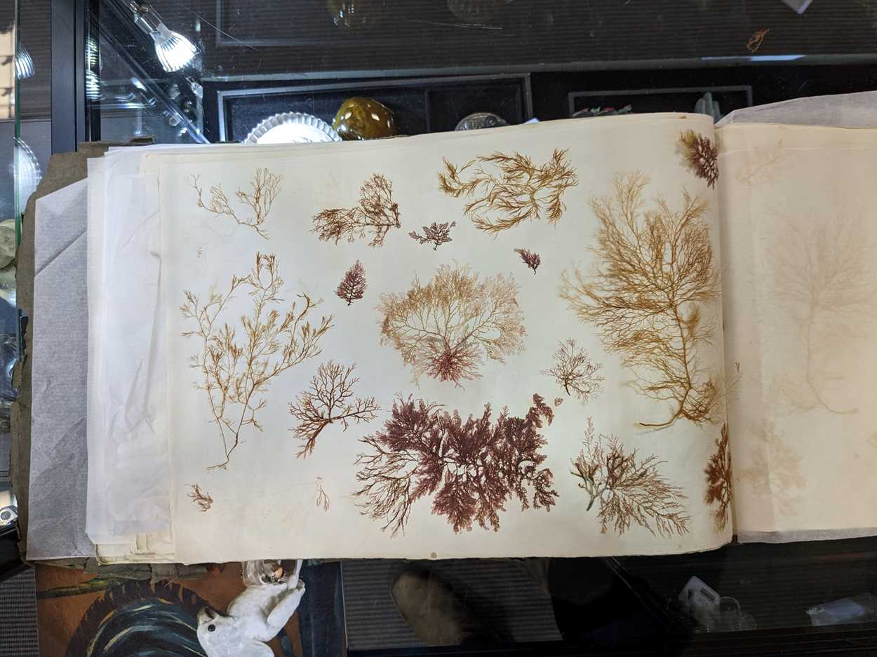 An album of pressed seaweed specimens and seaweed collages, early 19th century, - Bild 20 aus 37