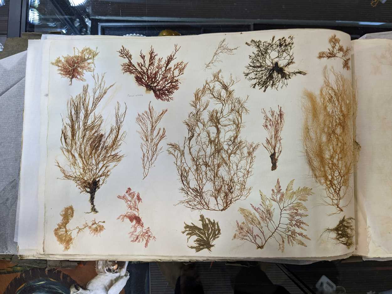 An album of pressed seaweed specimens and seaweed collages, early 19th century, - Bild 18 aus 37