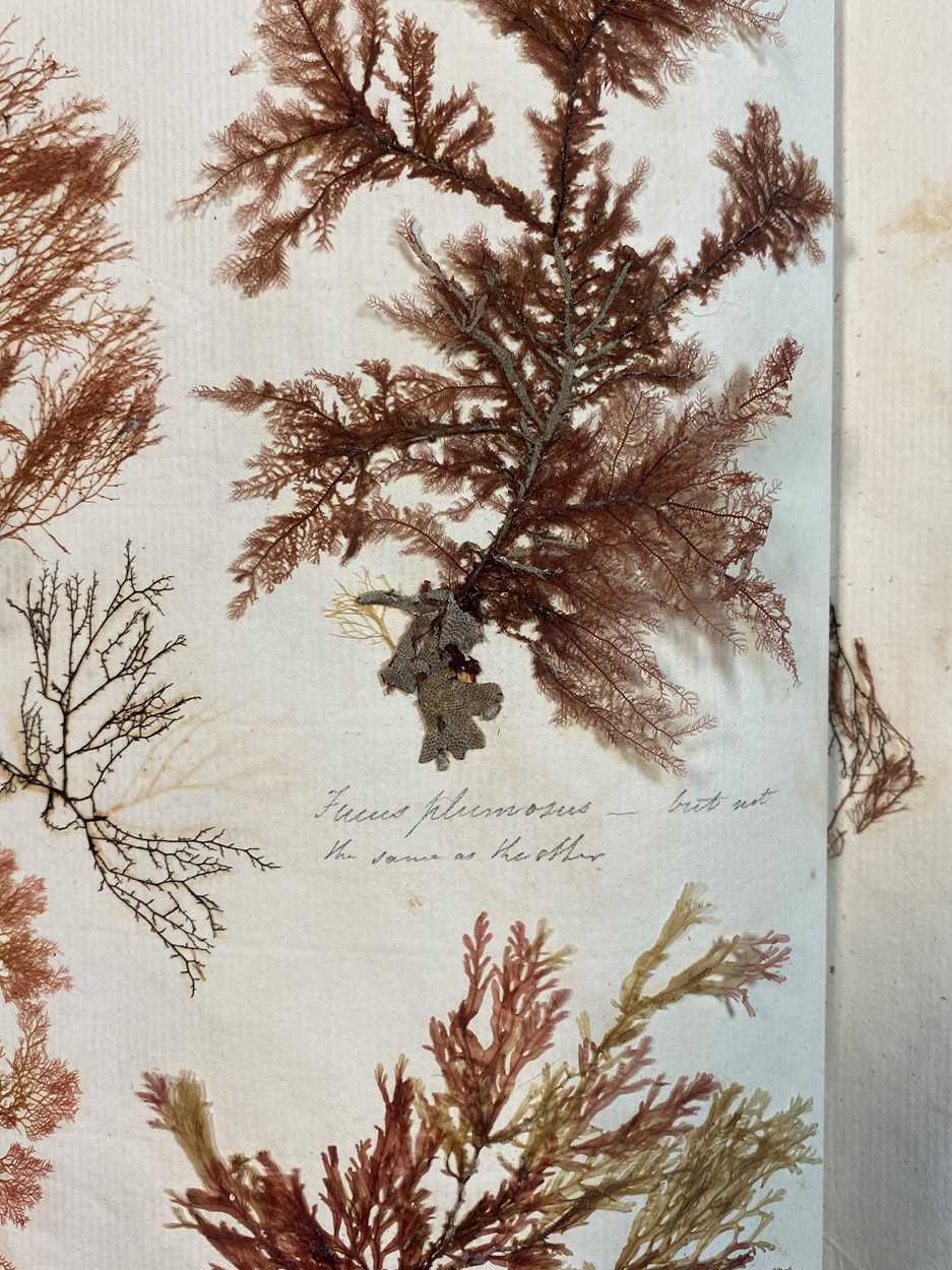 An album of pressed seaweed specimens and seaweed collages, early 19th century, - Bild 11 aus 37