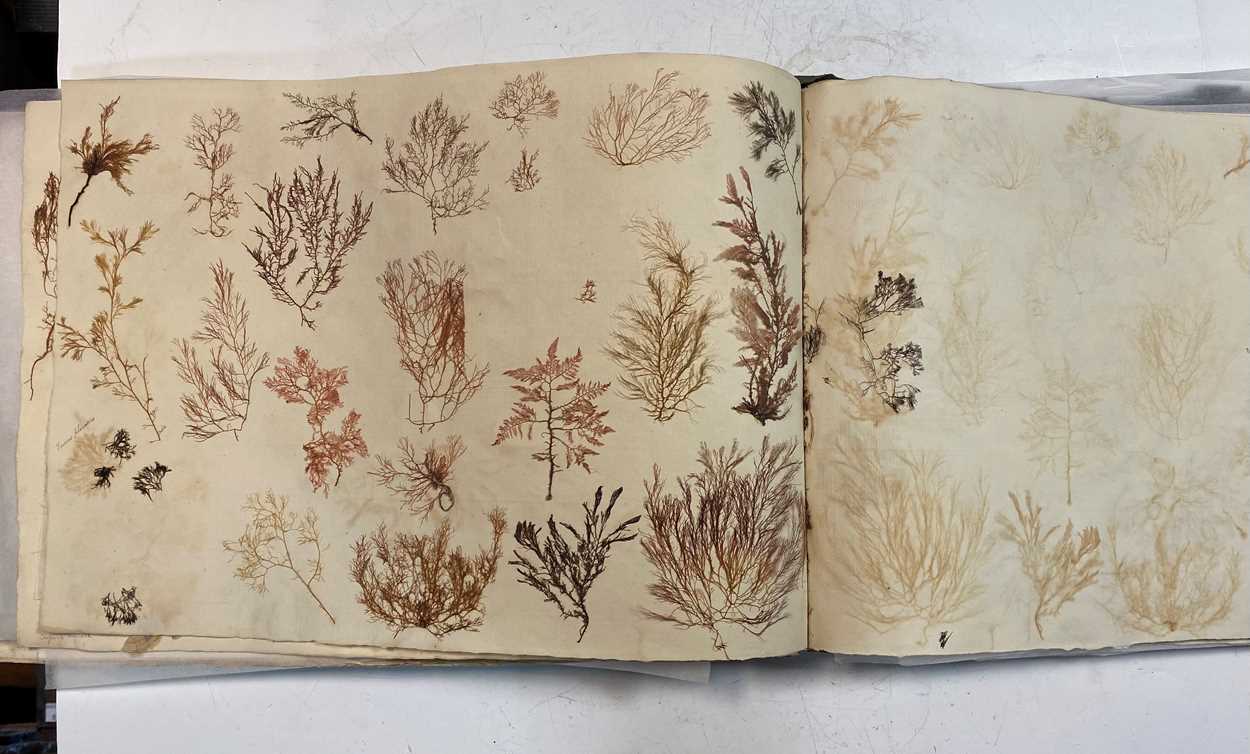 An album of pressed seaweed specimens and seaweed collages, early 19th century, - Bild 9 aus 37