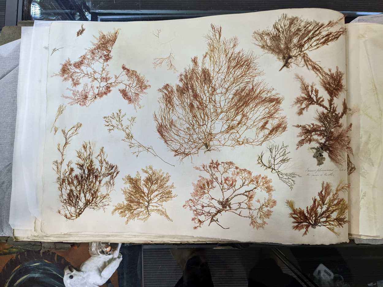 An album of pressed seaweed specimens and seaweed collages, early 19th century, - Image 22 of 37