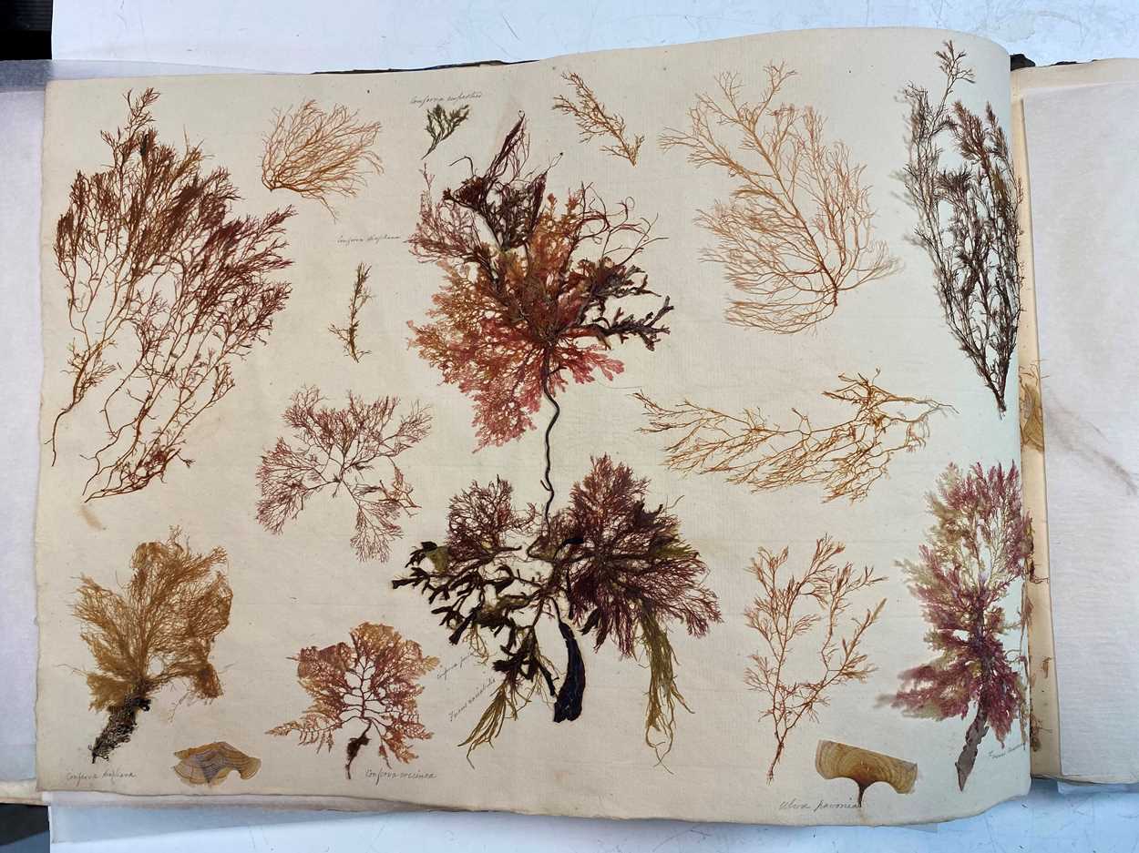 An album of pressed seaweed specimens and seaweed collages, early 19th century, - Bild 8 aus 37