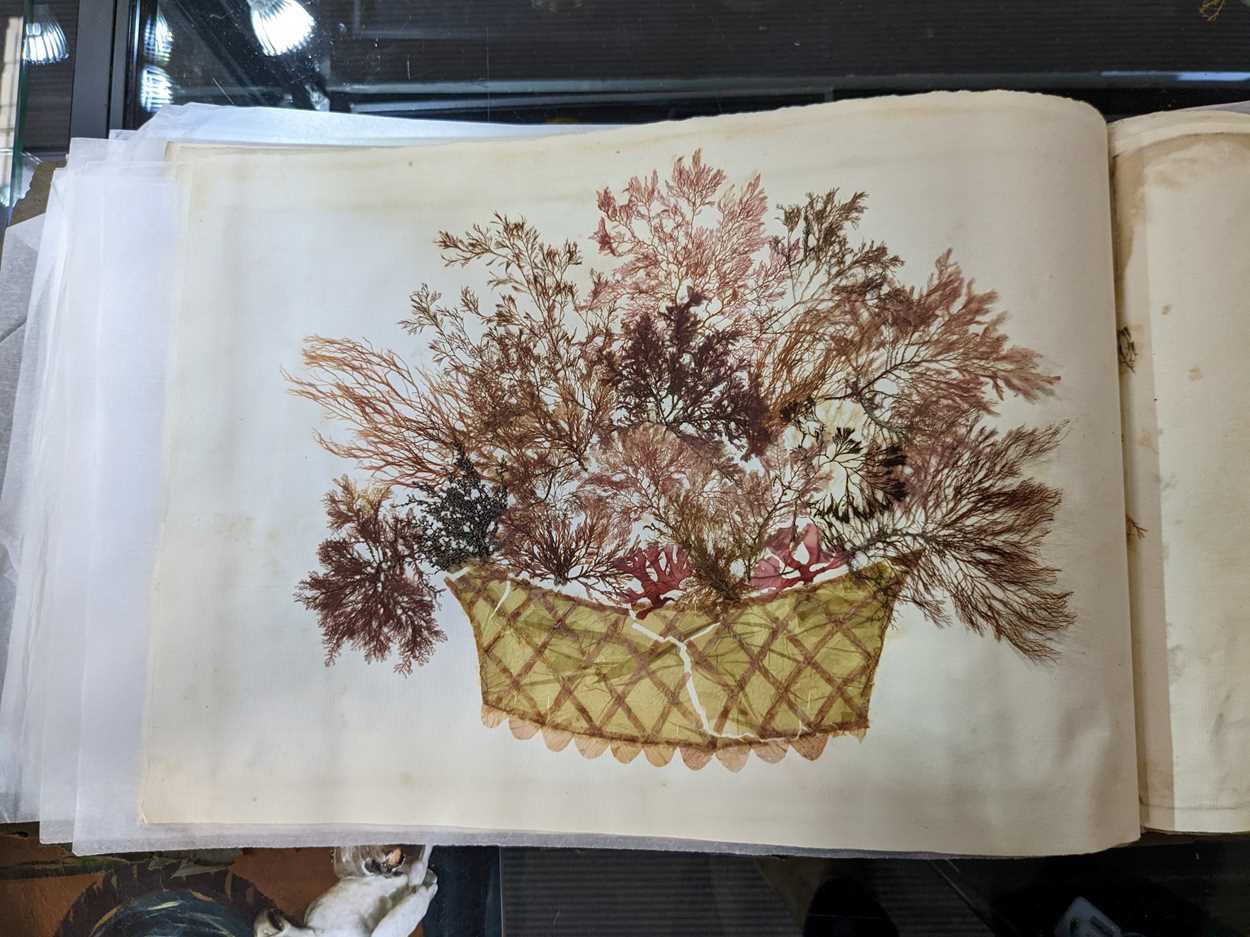 An album of pressed seaweed specimens and seaweed collages, early 19th century, - Bild 33 aus 37