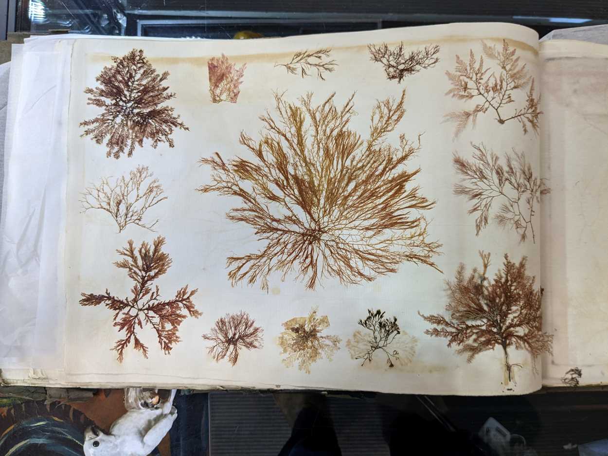 An album of pressed seaweed specimens and seaweed collages, early 19th century, - Image 21 of 37