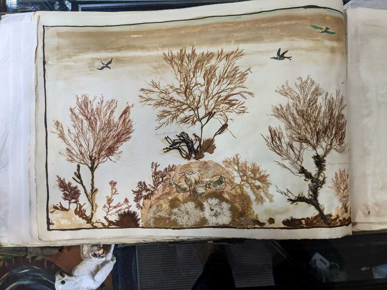 An album of pressed seaweed specimens and seaweed collages, early 19th century, - Bild 28 aus 37