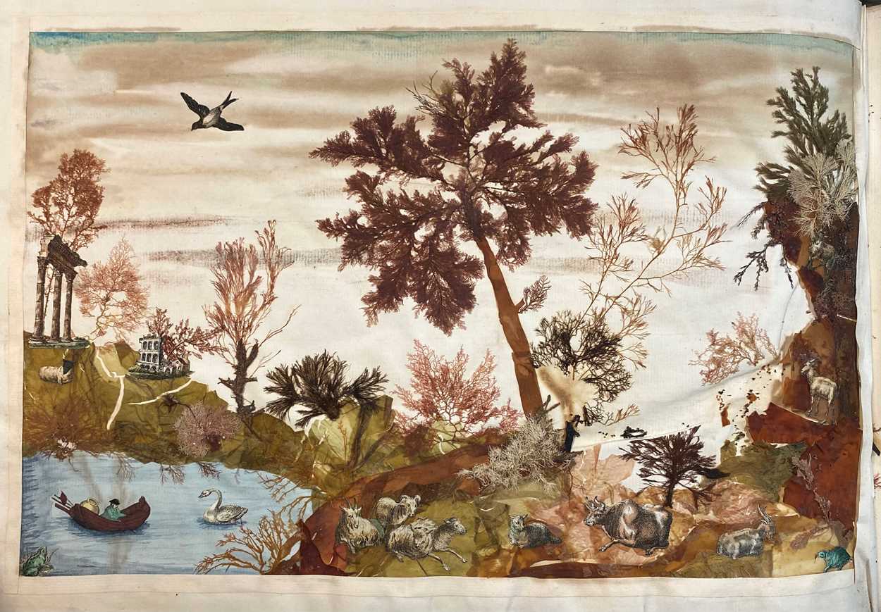 An album of pressed seaweed specimens and seaweed collages, early 19th century, - Bild 13 aus 37