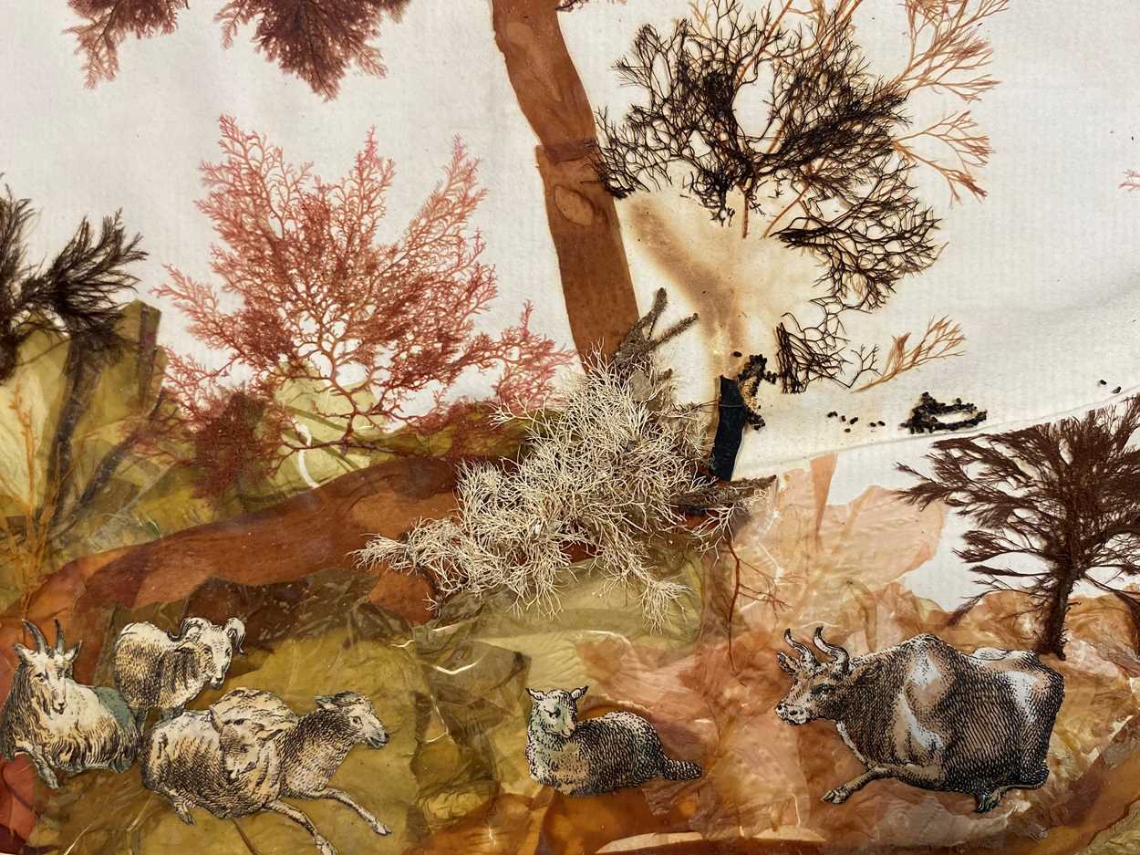 An album of pressed seaweed specimens and seaweed collages, early 19th century, - Bild 14 aus 37