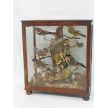 A 19th Century taxidermist's study of birds in a good quality case, 14 1/2" wide x 16 1/2" high x 7"