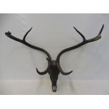 A large pair of antlers on a skull, by repute from the Cochrane Estate in Dublin.