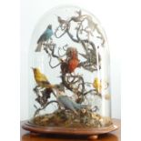 An antique taxidermy Diorama of ten exotic birds, in a naturalistic setting within an ovoid glass