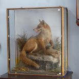 Taxidermy; an early 20thC cased preserved Fox with Rabbit, in the style of James Hutchings,
