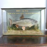 A taxidermy Roach in reeds and grasses, inscribed "Roach 2lbs 9½oz. Caught by Ian Sleight. Aged