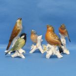 A small quantity of Karl Ens porcelain Birds, to include Robin, Bullfinch, etc (5)