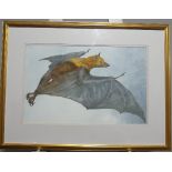 Kenneth Norman Lilly (British, 1929-1996), Greater Indian Fruit Bat, original watercolour