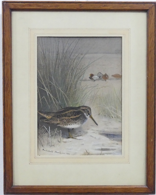 Archibald Thorburn (British, 1860-1935), Snipe, watercolour, signed and dated 1903, 22cm x