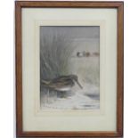 Archibald Thorburn (British, 1860-1935), Snipe, watercolour, signed and dated 1903, 22cm x