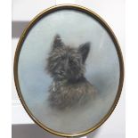 D. Tucker (20th century), "Paddy", oval pastel portrait of a dog, 37cm x 29cm, framed and glazed,