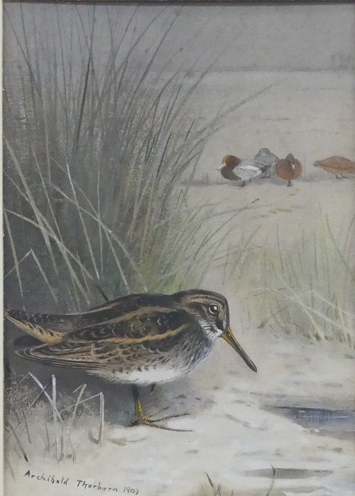 Archibald Thorburn (British, 1860-1935), Snipe, watercolour, signed and dated 1903, 22cm x - Image 2 of 3