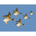 A set of five graduated Beswick Flying Ducks, modelled as mallards, models from 596/0 to 596/4,