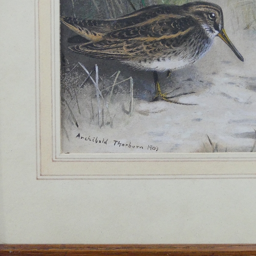 Archibald Thorburn (British, 1860-1935), Snipe, watercolour, signed and dated 1903, 22cm x - Image 3 of 3