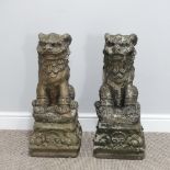 Garden statuary; a pair of reconstituted stone figures of Dogs of Foo, each sat upon a plinth,