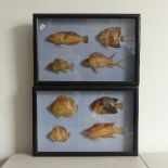 Two 19thC cased sets of tropical fish samples, taxidermy and natural history interest, each case