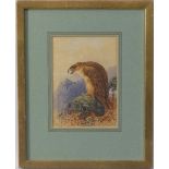 Charles Edward Brittan (British, 1837-1888), Golden Eagle, watercolour, signed "C. E. Brittan", 17cm