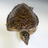 Taxidermy; two late 19thC taxidermy Turtles, both stuffed with straw, one 50cm long, the other