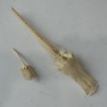 An original skeleton of a crucifix catfish, from Barbados c1905,  provenance from the Kingston