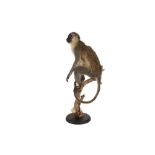 A TAXIDERMY VERVET MONKEY (CHLOROCEBUS PYGERYTHRUS)