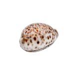 A GEORGE IV STERLING SILVER MOUNTED TIGER COWRIE SHELL SNUFF BOX, LONDON 1829 BY JOHN & THOMAS CUTMO