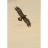 Peter Hayman/Golden Eagle/watercolour, 23cm x 16.