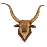 A taxidermy head of a longhorn cow mounted on a board,