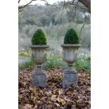A pair of campana urns with Bacchic mask handles, on plinths, each containing a box plant,