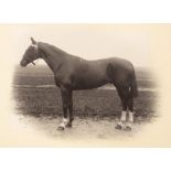 A Victorian and later photograph album, the blue leather cover titled Horses,