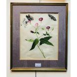 Chinese School, circa 1800/Botanical Study with Butterflies/rice paper painting,