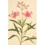 Chinese School, circa 1800/Botanical Study of Nerium Oleander with Insects/rice paper painting, 31.