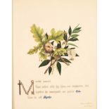 By and after L E G/Floral Specimens/thirty engravings, 27cm x 21cm,