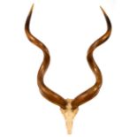 A pair of Kudu horns, mounted upon a partial skull,