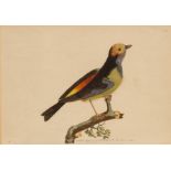Shaw & Nodder (pub)/Birds/hand coloured print and six others CONDITION REPORT: