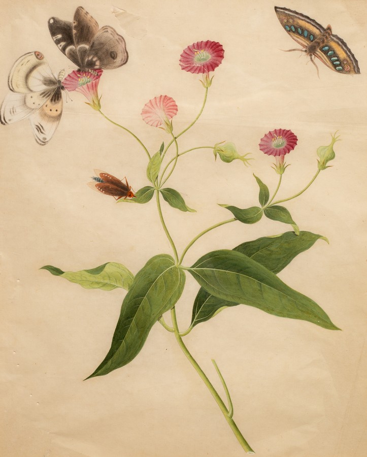 Chinese School, circa 1800/Botanical Study with Butterflies/rice paper painting,