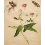 Chinese School, circa 1800/Botanical Study with Butterflies/rice paper painting,