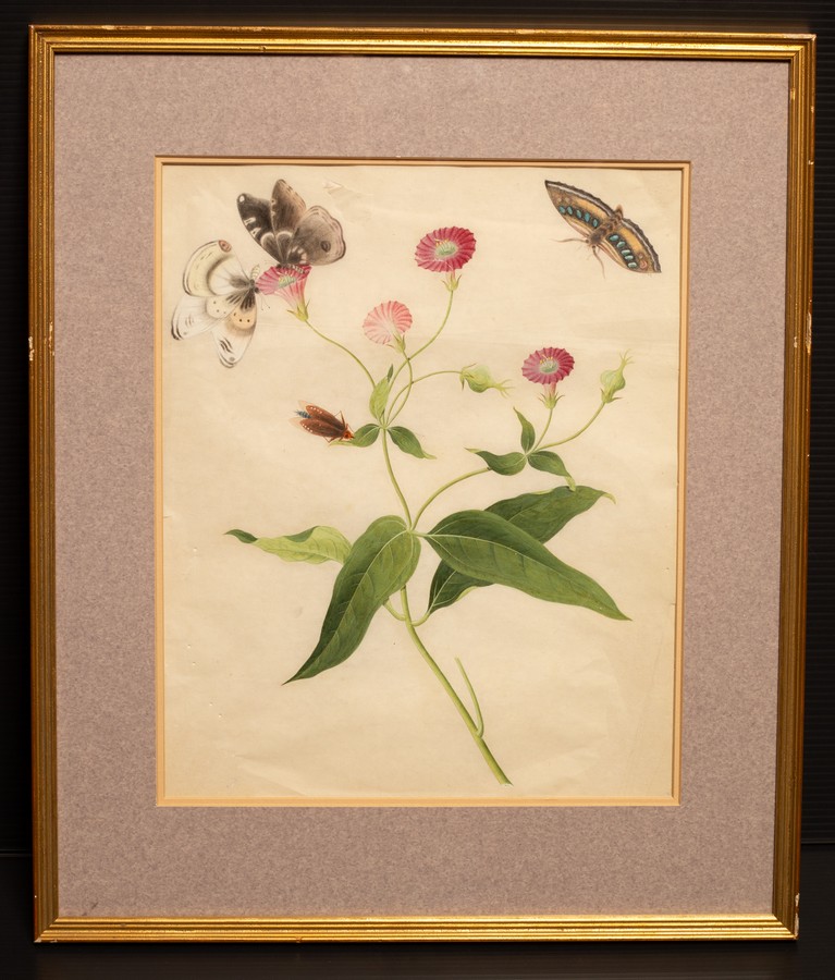 Chinese School, circa 1800/Botanical Study with Butterflies/rice paper painting, - Image 2 of 3