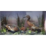 A taxidermy case containing two ducks in a naturalistic setting,