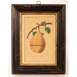 19th Century School/A Windsor Pear/Pair,