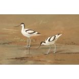 Roland Green (1890-1972)/Study of Avocets/signed/watercolour, 16.