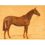 Frances Mabel Hollams (1877-1963)/Study of a Hunter 'Rajah'/signed and dated '49/oil on panel, 34.