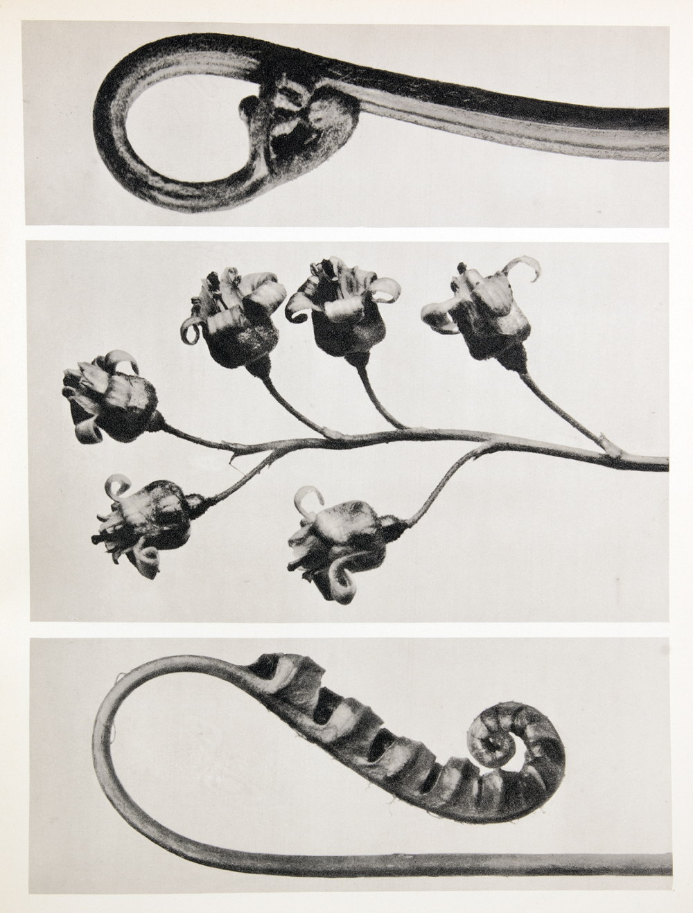 Einbände - Halblederband mit Pergamentdeckeln und bildgeprägtem Rückentitel (Otto Dorfner, Weimar). - Image 2 of 2