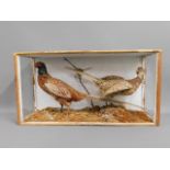 An open fronted cased taxidermy pheasant pairing,