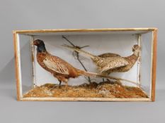 An open fronted cased taxidermy pheasant pairing,